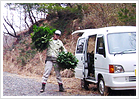 写真:日本榊を運ぶ